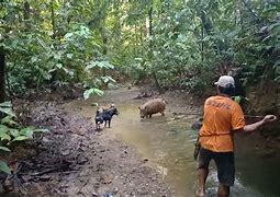 Beruang Menyerang Orang Berburu Di Hutan Terbaru 2022