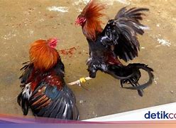 Hukum Judi Sabung Ayam